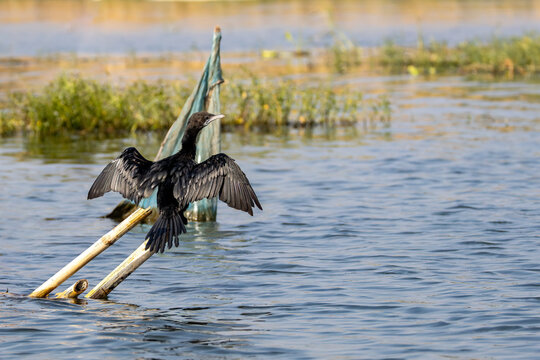 Little cormorand drying wing