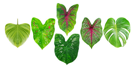 assortment of lush green tropical plant leaves with diverse shapes and patterns on a transparent background, showcasing nature's beauty.