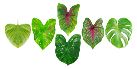 assortment of lush green tropical plant leaves with diverse shapes and patterns on a transparent background, showcasing nature's beauty.