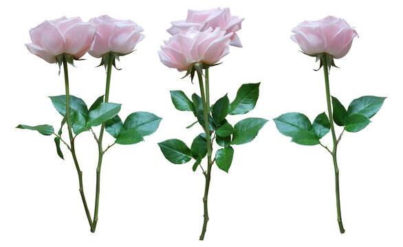three delicate pale pink roses in full bloom, elegantly presented on long green stems with lush leaves