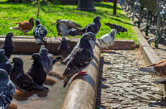 ave, animal, acu&aacute;tico, naturaleza, fauna, negro, pico, paloma, inhospitalario, cacareo, fuente, r&iacute;o, verde, peces, emplumar, blanco, caf&eacute;, rojo, frailecillo, gris, aislada, ilustraci&oacute;n, de invierno, a