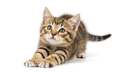 Obraz premium Cute Kitten Stretching Neck While Playing Isolated Studio White