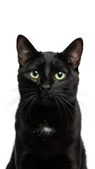 Black Cat Studio Portrait Looking Forward