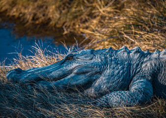 Close-up of Alligator