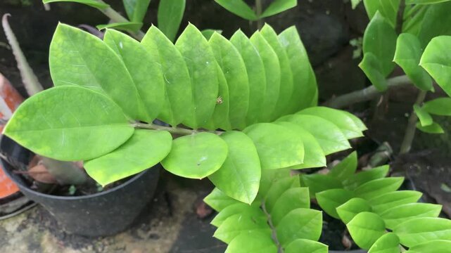 Zamioculcas zamiifolia or ZZ plant in a pot. Shiny waxy green leaves on thick stems. Low maintenance indoor plant for modern home decor and office workspace