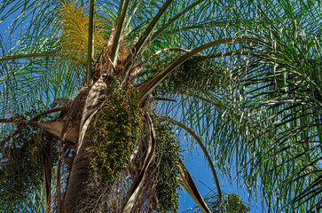 la palma, &aacute;rbol, naturaleza, tropical, coco, palmera, cielo, verde, playa, f&aacute;brica, hojas, verano, cofres, sucursal, jungla, sol, bosque, vacaciones, viajando, exoticas