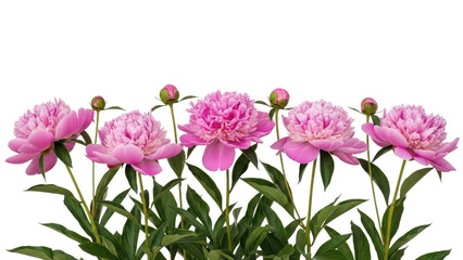 Fototapeta premium Beautiful pink peonies isolated on transparent background