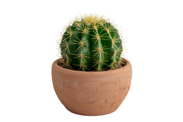Small round green cactus in a terracotta pot isolated on transparent background