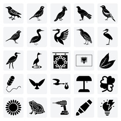 Bird Watching And Ornithology Themed Visuals &ndash; Featuring Galah, Great Egret, And Golden Oriole For Hobbyist Content.