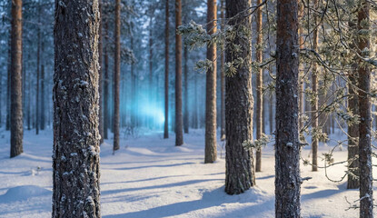 Hyper-Realistic Winter Pine Forest Landscape with Snow and Subtle Magical Blue Light