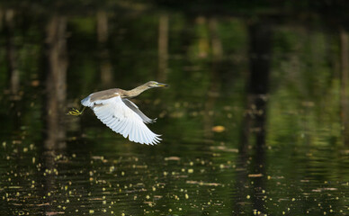 Pond heron flying low over calm water with wings fully spread, captured in natural light