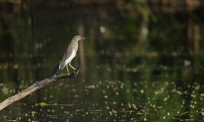 Pond heron flying low over calm water with wings fully spread, captured in natural light
