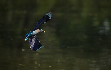 Colorful bird diving into the water to catch prey, wings spread wide showing vibrant blue feathers