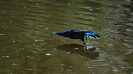 Colorful bird diving into the water to catch prey, wings spread wide showing vibrant blue feathers