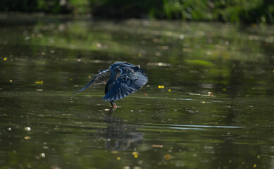 Grey heron diving toward the water with sharp focus