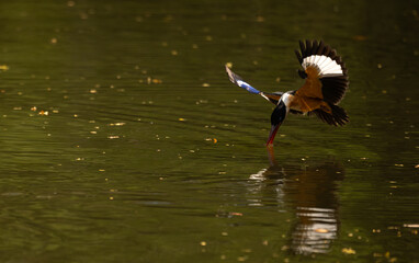 Colorful kingfisher bird diving toward the water with sharp focus