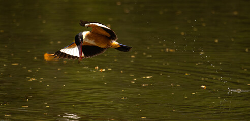 Colorful kingfisher bird diving toward the water with sharp focus