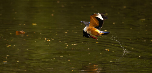 Colorful kingfisher bird diving toward the water with sharp focus