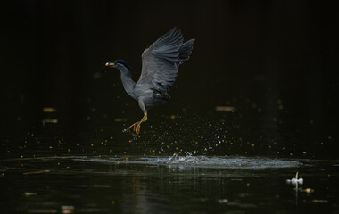 Grey heron catching a fish while taking off from the water, wings spread wide with reflections