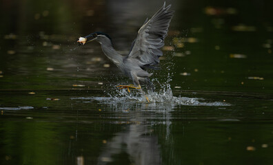 Grey heron catching a fish while taking off from the water, wings spread wide with reflections