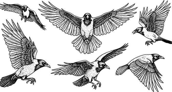 Set of Flying Crow Vector Sketch, Hand-Drawn Engraved Style Illustration of Large Black Bird and Vintage Raven Drawing
