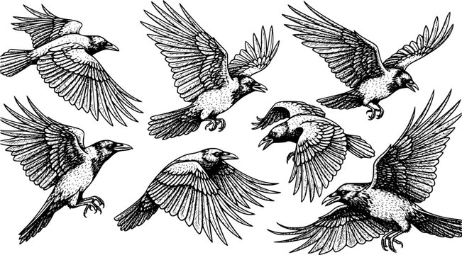 Set of Flying Crow Vector Sketch, Hand-Drawn Engraved Style Illustration of Large Black Bird and Vintage Raven Drawing
