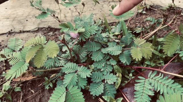 Person's finger touching Mimosa pudica (Putri Malu) in the garden. Beautiful interaction with sensitive plant. Concept of curiosity, biology, and nature education