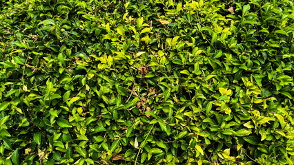 Obraz premium Close up view of a group of green leaves, textured and abstract nature background. Rich foliage textures, exotic greenery, and botanical patterns. Flat lay. Leaf. Park.