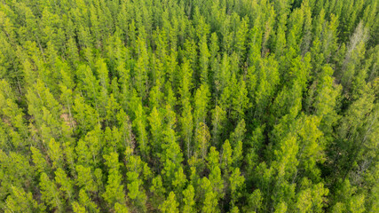 aerial view of fog and dark green forest Rich natural ecosystem, rainforest, natural forest conservation concept.	
