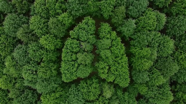 Aerial View of Lungs Formed by Lush Green Trees in Forest for Medical Concept