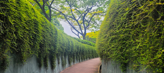 Fort Canning Tree Tunnel