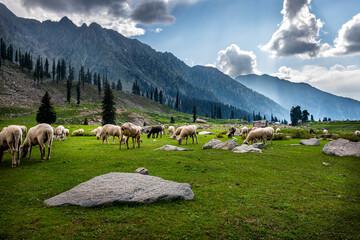 Grazing Sheep in the Majestic Mountains of Kumrat Valley, Pakistan © MuhamamdUsman