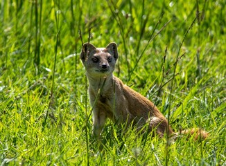 A yellow mongoose isolated in a grassland on the Highveld in South Africa