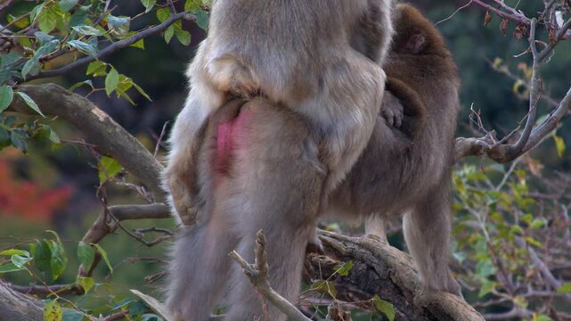 After quick mounting, Macaque monkey grooms mate's fur in treetop
