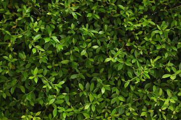 green leaf fence in the garden, natural background in springtime