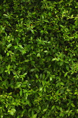 green leaf fence in the garden, natural background in springtime