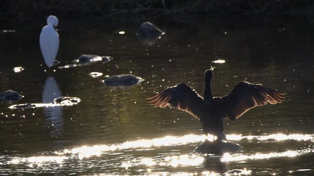 Cormorant backlit on dark water flaps wings to dry in spectral sunshine