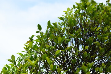beautiful green leaf on blue sky, natural background in springtime