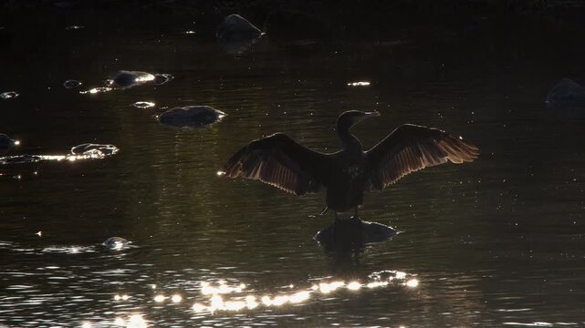 Backlit cormorant extends wings to dry with dark river water behind