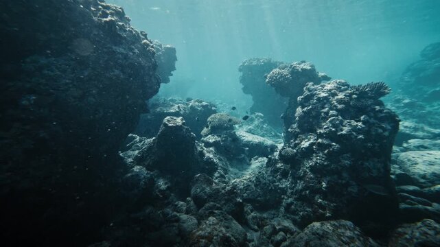 Coral reef slope descending into deeper blue tropical waters beneath the ocean surface