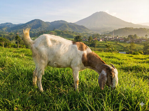 Shaun in the mountains