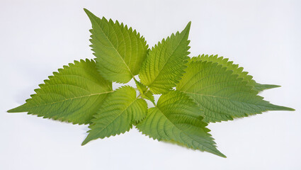 Fresh Green Perilla Leaves Isolated on Light Background