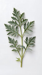 Mugwort (Artemisia) Leaf Isolated on Neutral Background