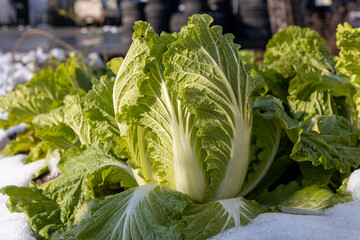 雪が積もった畑の白菜