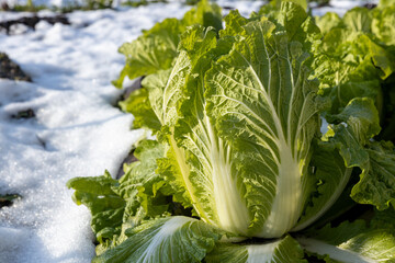 雪が積もった畑の白菜