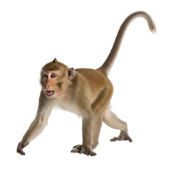 Curious monkey stands alert isolated on transparent background