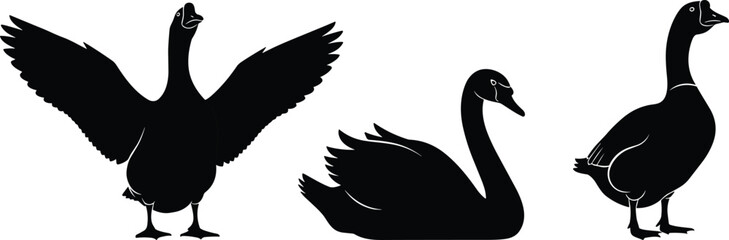 Waterfowl silhouette vector, goose and swan poses, bird anatomy illustration, wildlife graphic art, nature themed animal design, flavector © MdMasud
