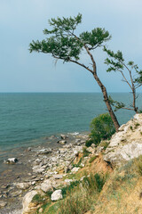 A lonely larch tree stands on a rocky cliff overlooking a calm sea, illustrating resilience and natural beauty in a coastal landscape.