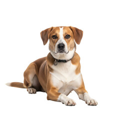 Brown and white dog lying down isolated on transparent background