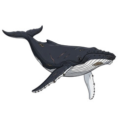 Illustrated humpback whale isolated on transparent background